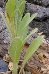 Verbascum thapsus thapsus