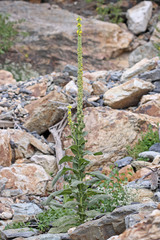 Verbascum thapsus thapsus