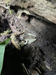 Craugastor crassidigitus