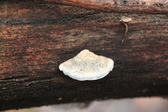 Cyanosporus alni