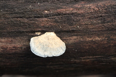 Cyanosporus alni