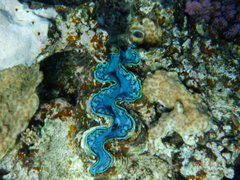 Tridacna maxima