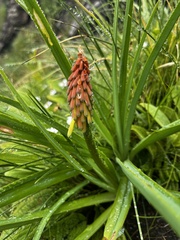Kniphofia ritualis