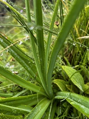 Kniphofia ritualis