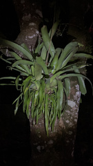 Aechmea bracteata