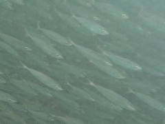 Selar crumenophthalmus