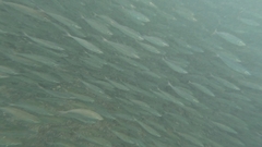 Selar crumenophthalmus