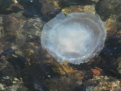 Catostylus tagi