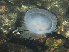 Catostylus tagi