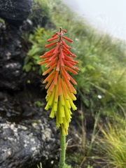 Kniphofia ritualis