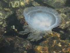 Catostylus tagi