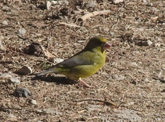 Chloris chloris