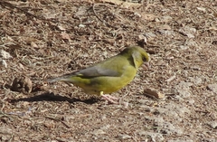 Chloris chloris