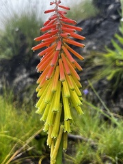 Kniphofia ritualis
