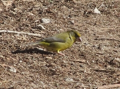 Chloris chloris