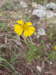 Helenium amarum amarum
