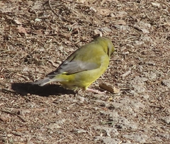 Chloris chloris