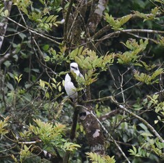 Pseudastur albicollis