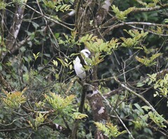 Pseudastur albicollis