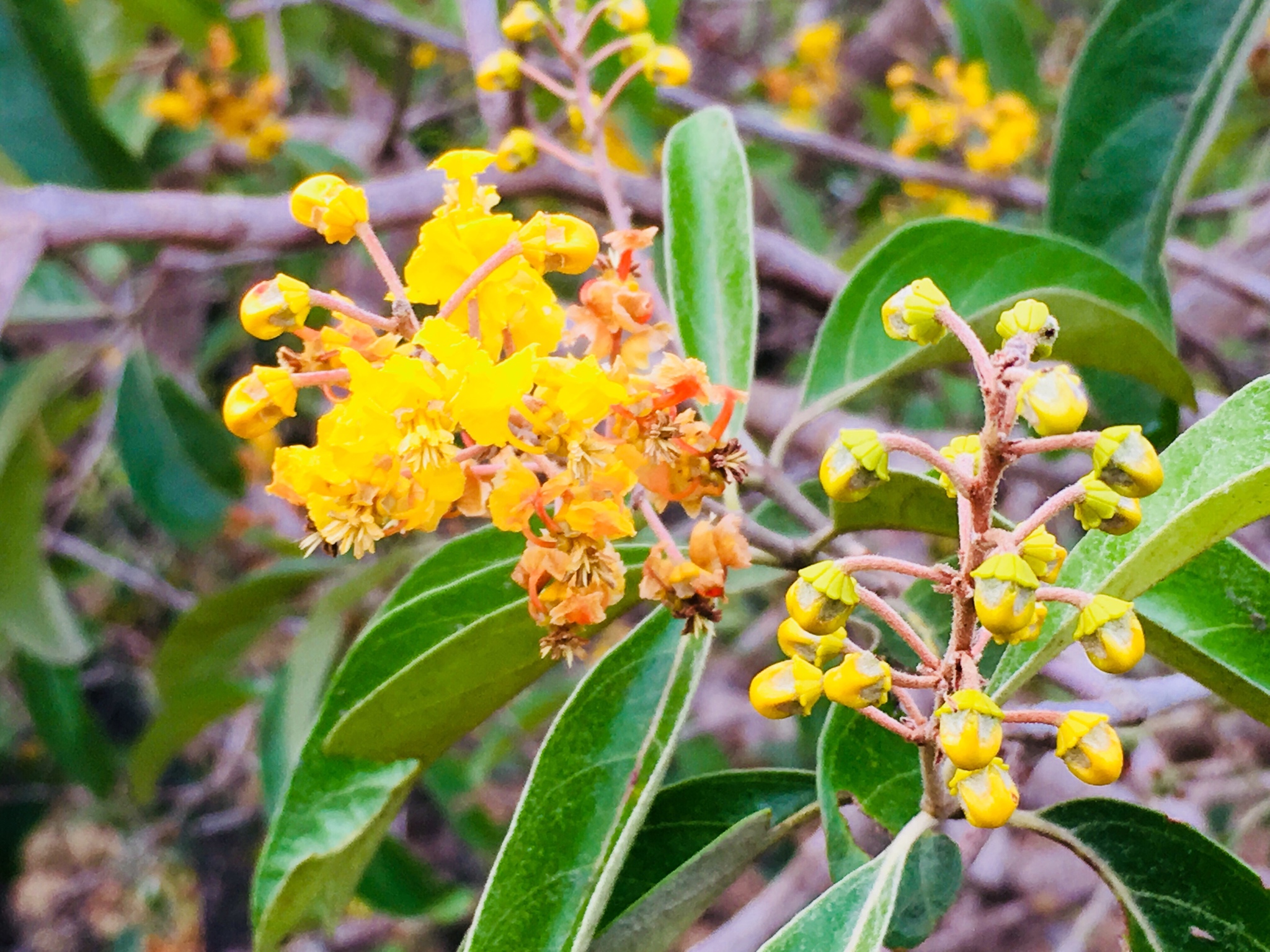 Byrsonima crassifolia