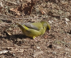 Chloris chloris
