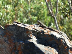 Karusasaurus polyzonus