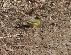 Chloris chloris