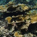 Elkhorn Coral - Photo (c) Sarita Claudia Frontana Uribe, some rights reserved (CC BY-NC), uploaded by Sarita Claudia Frontana Uribe