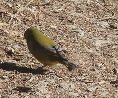 Chloris chloris
