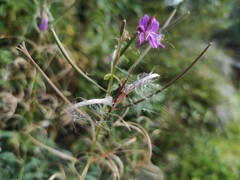 Chamaenerion angustifolium