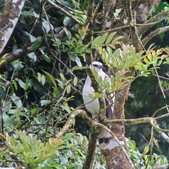 Pseudastur albicollis