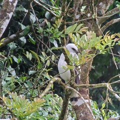 Pseudastur albicollis