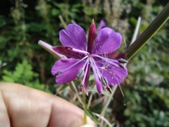 Chamaenerion angustifolium