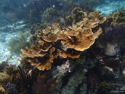 Elkhorn Coral, photo 8 of 10