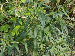 Chamaenerion angustifolium