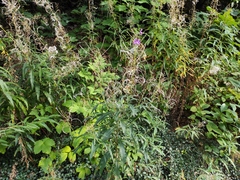 Chamaenerion angustifolium