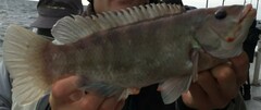 Tautogolabrus adspersus