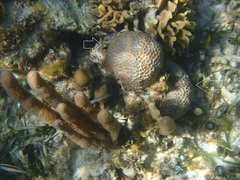 Montastraea cavernosa