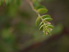 Euphorbia pycnostegia
