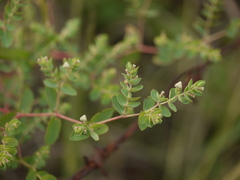 Euphorbia pycnostegia