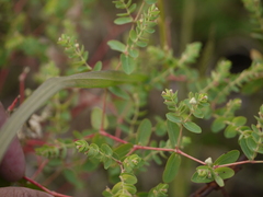 Euphorbia pycnostegia