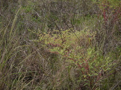 Euphorbia pycnostegia