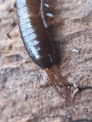 Forficulidae