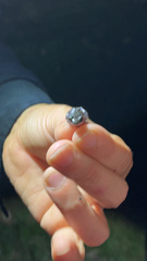 Eleutherodactylus leprus