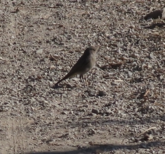 Phoenicurus ochruros