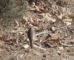 Phoenicurus ochruros