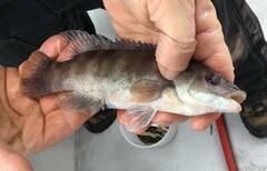 Tautogolabrus adspersus