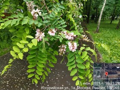 Robinia viscosa