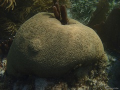 Pseudodiploria strigosa