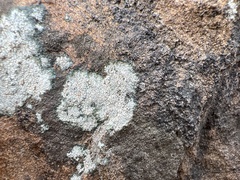Phlyctis petraea
